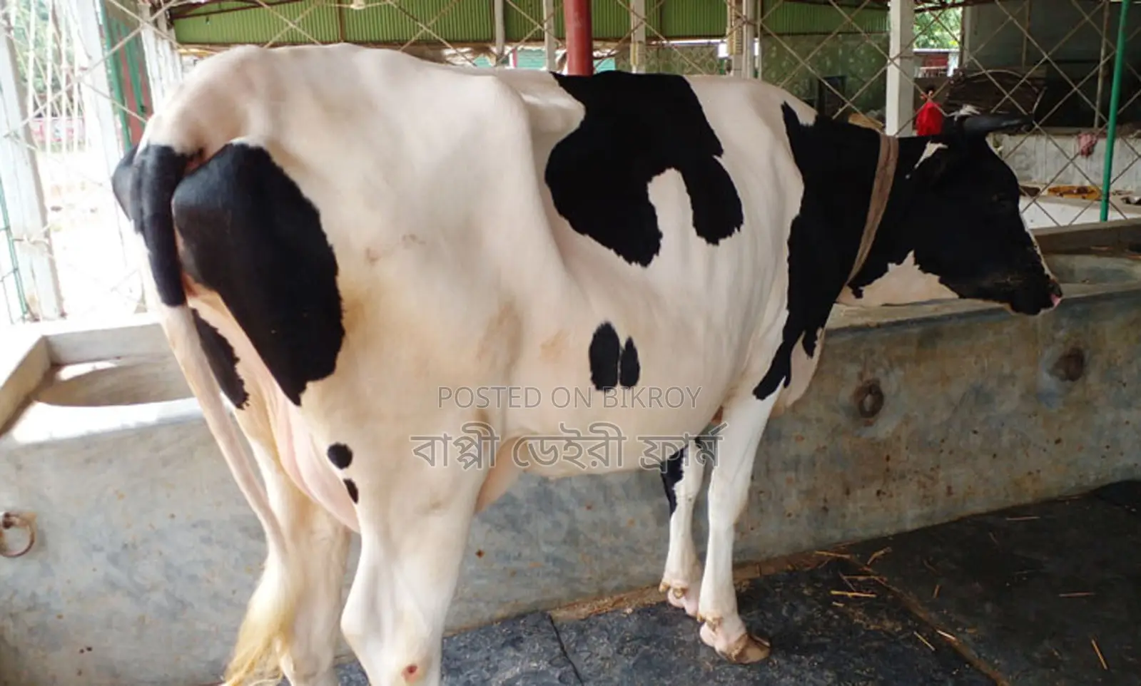 Cow of good breed number 1344.