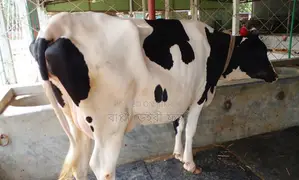 Cow of good breed number 1344.