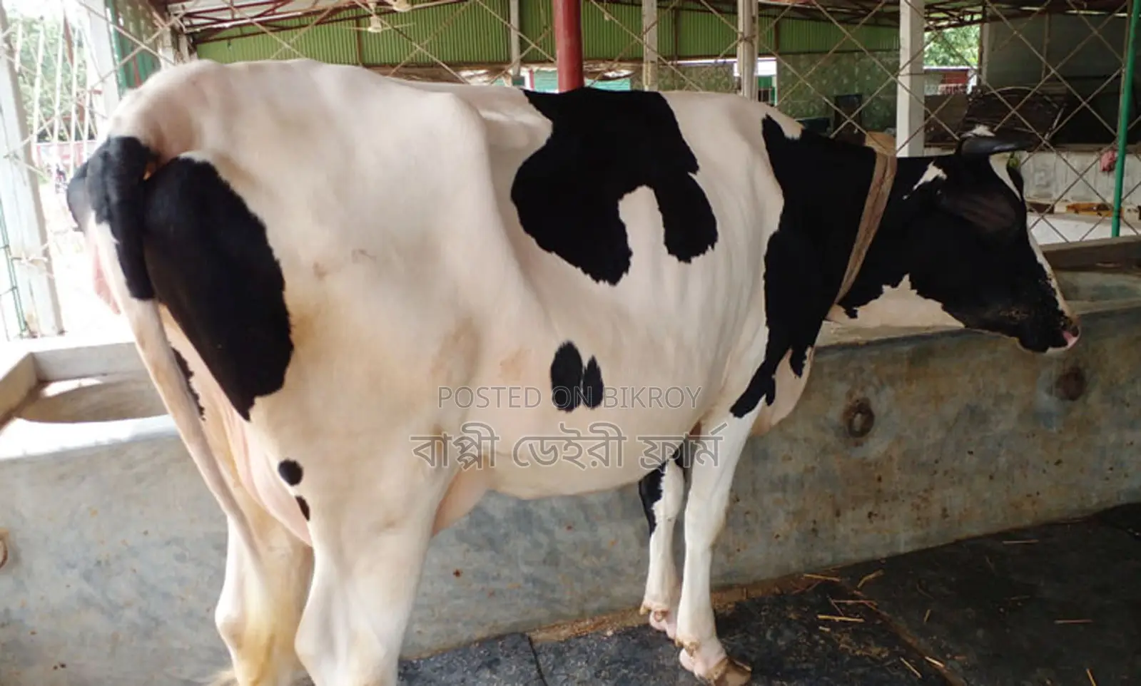 Cow of good breed number 1344.