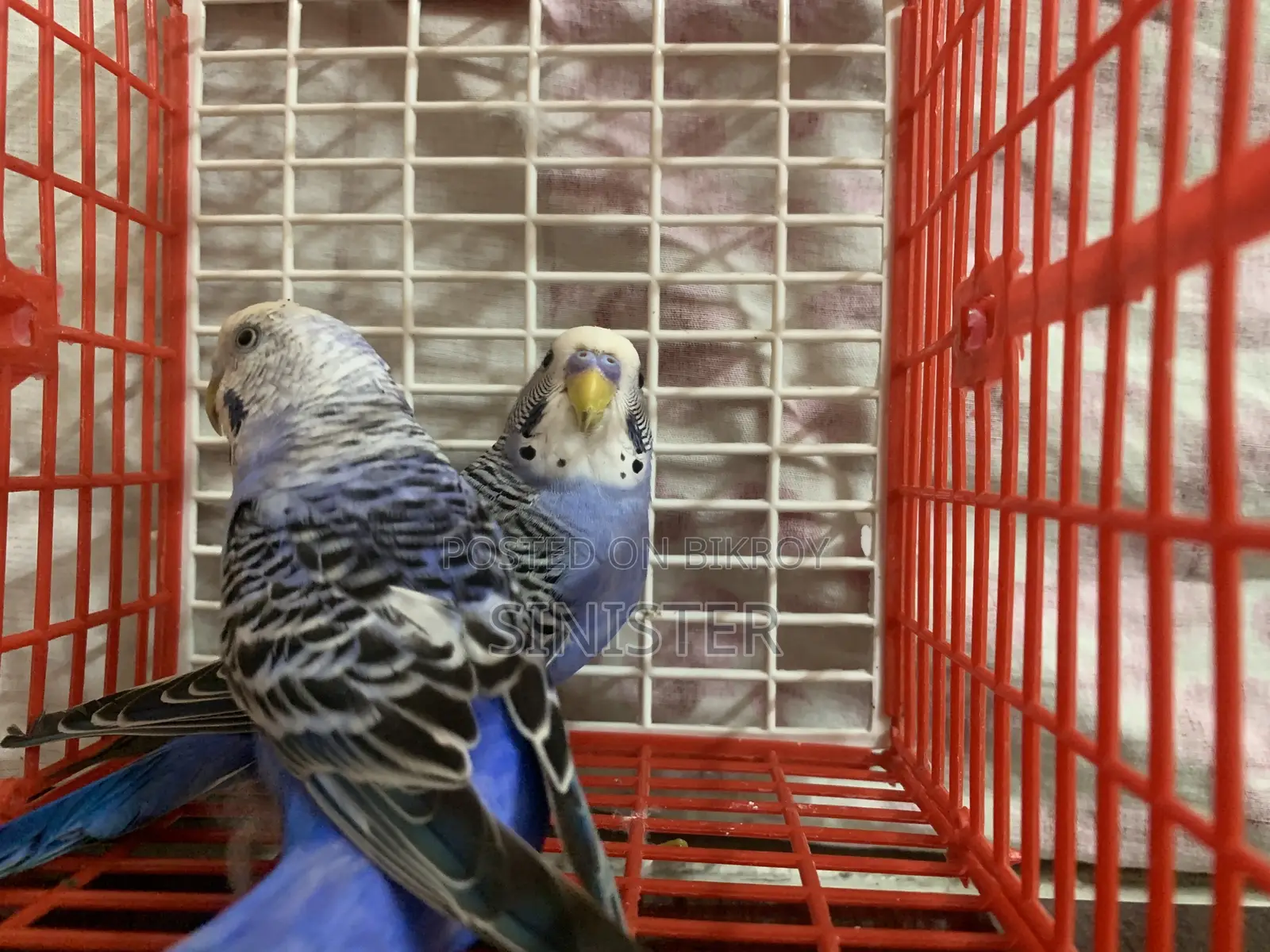 Black Wing Split Pair