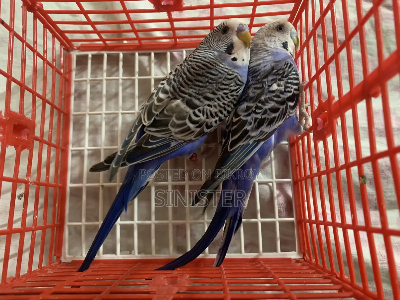 Black Wing Split Pair