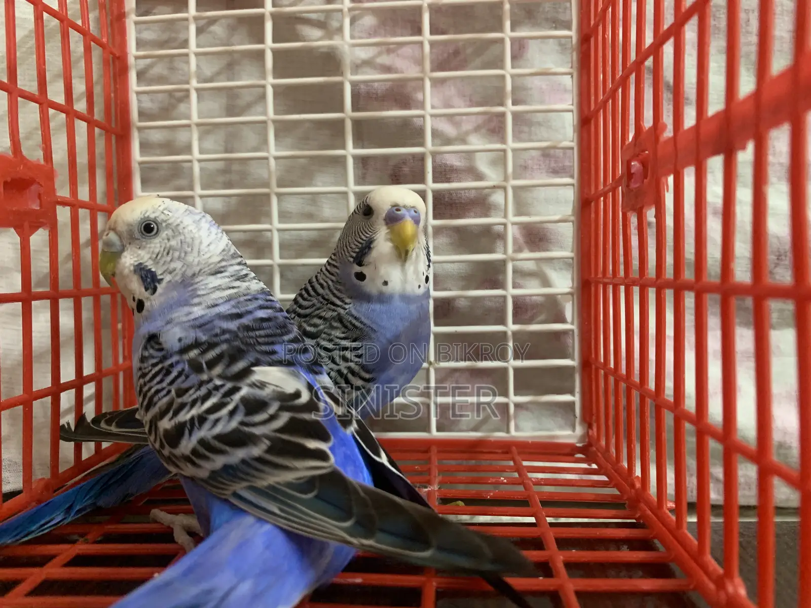 Black Wing Split Pair