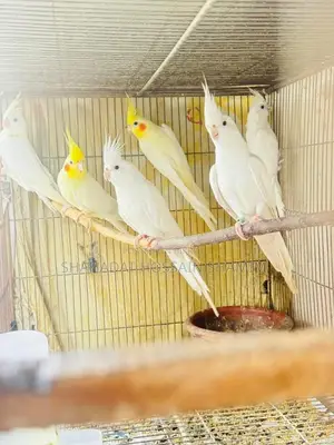 Cockatiel (Running or Adult)