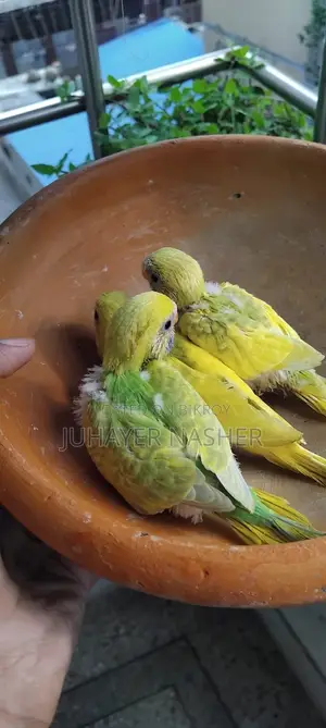 For Sell Tame Size Budgerigar
