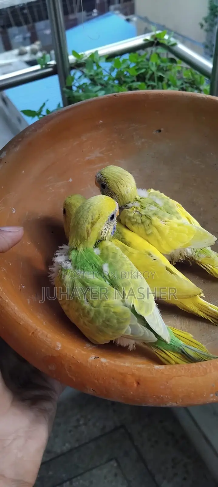 For Sell Tame Size Budgerigar