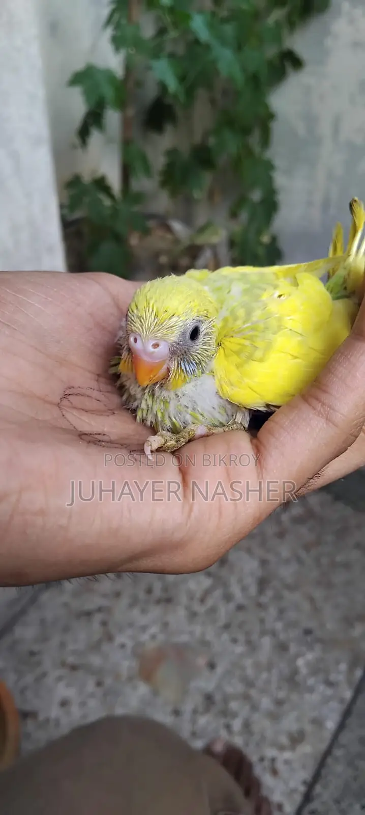 For Sell Tame Size Budgerigar
