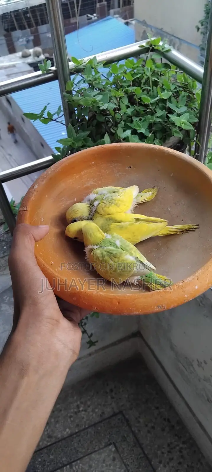 For Sell Tame Size Budgerigar