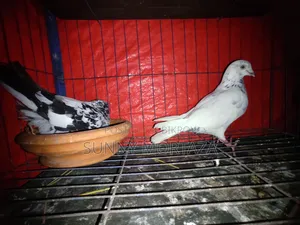 Two Pairs Of Giribaz Pigeons For Sale.