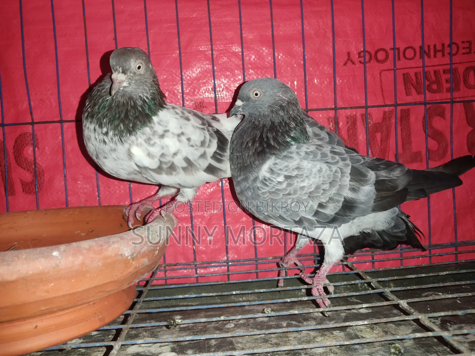Two Pairs Of Giribaz Pigeons For Sale.