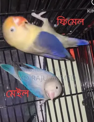 E-Wing Lovebird