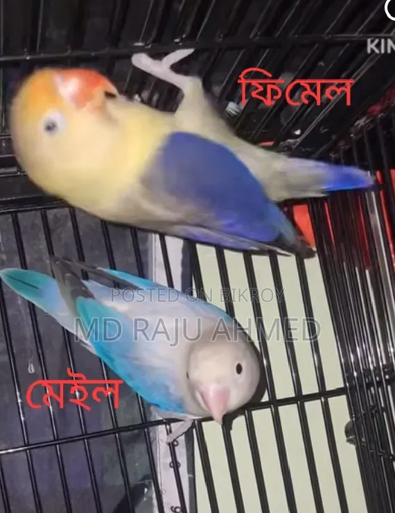 E-Wing Lovebird