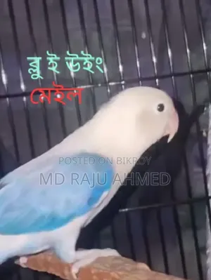 E-Wing Lovebird