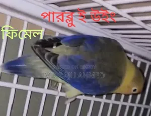 E-Wing Lovebird