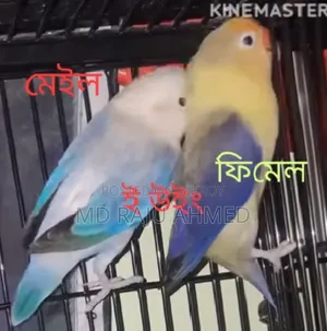 E-Wing Lovebird