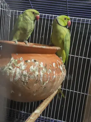 Indian Ringneck Parakeet
