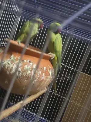 Indian Ringneck Parakeet