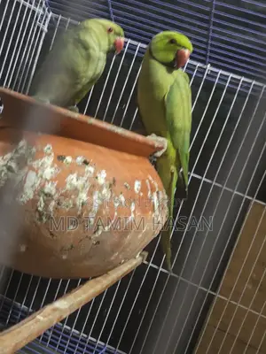 Indian Ringneck Parakeet