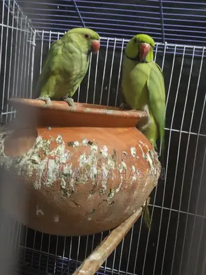 Indian Ringneck Parakeet