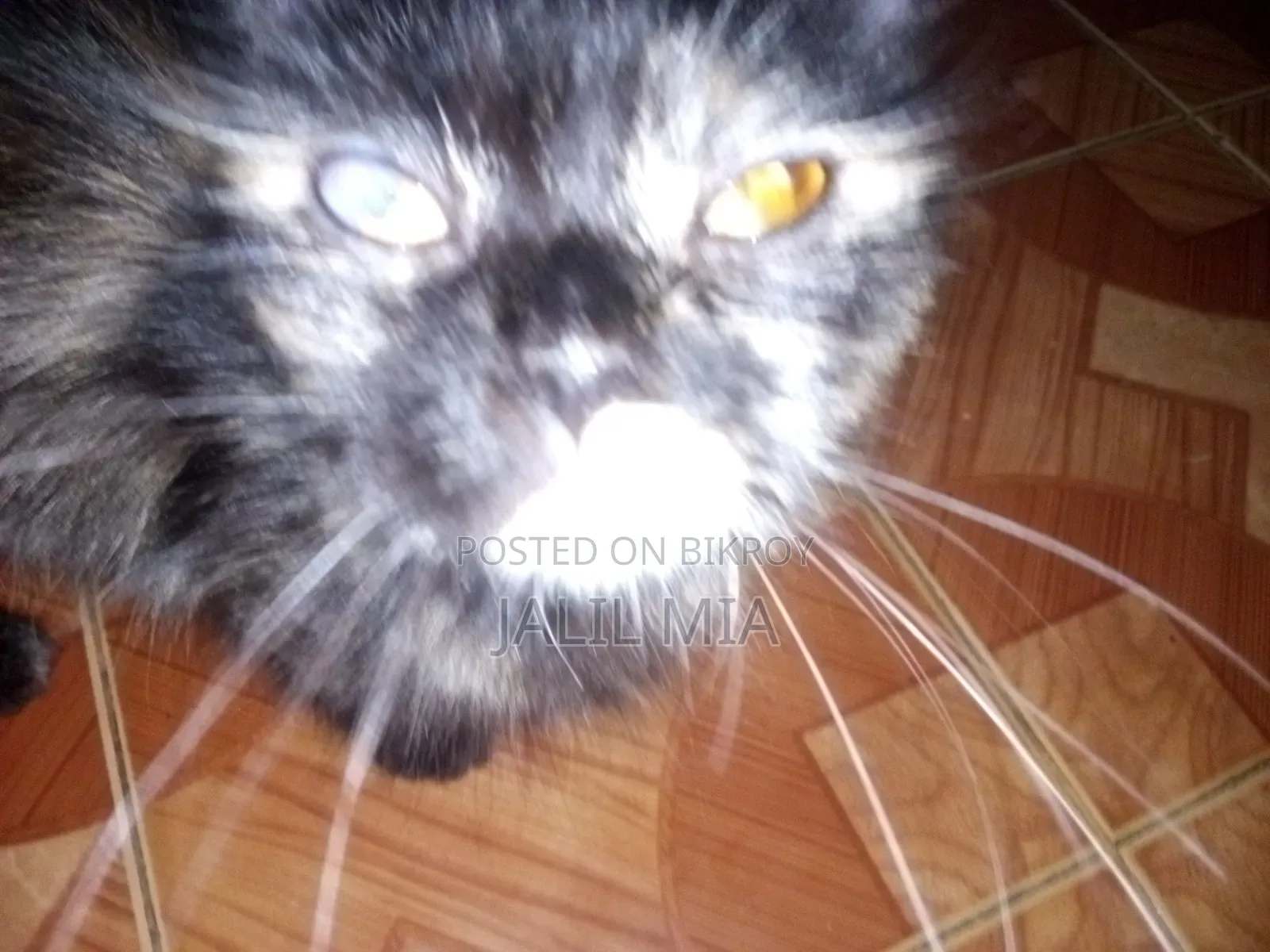 ৬-১২ মাস বয়সী মাদি মিশ্র জাতের বিড়াল