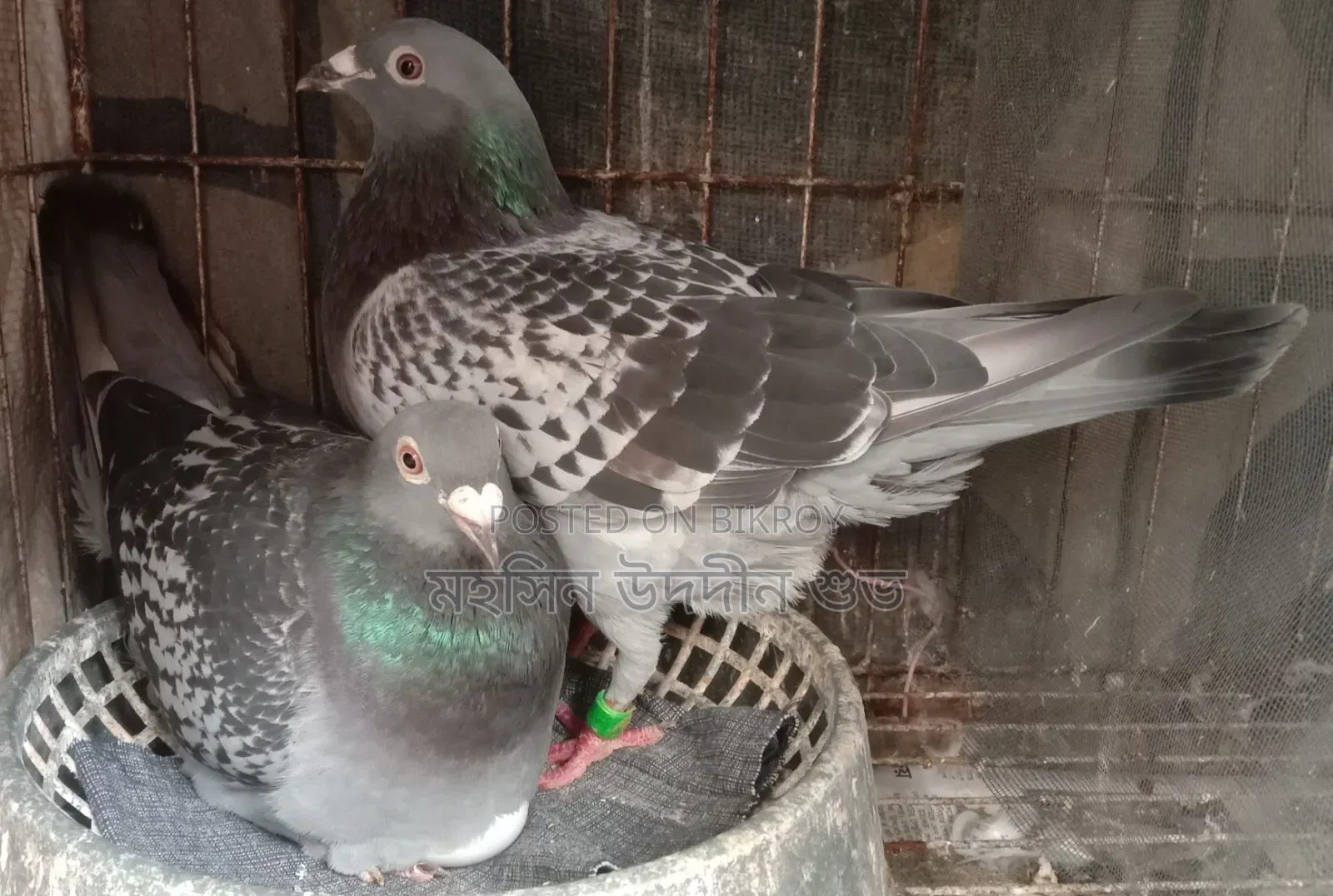 Racing Pigeon Pair
