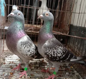 Racing Pigeon Pair