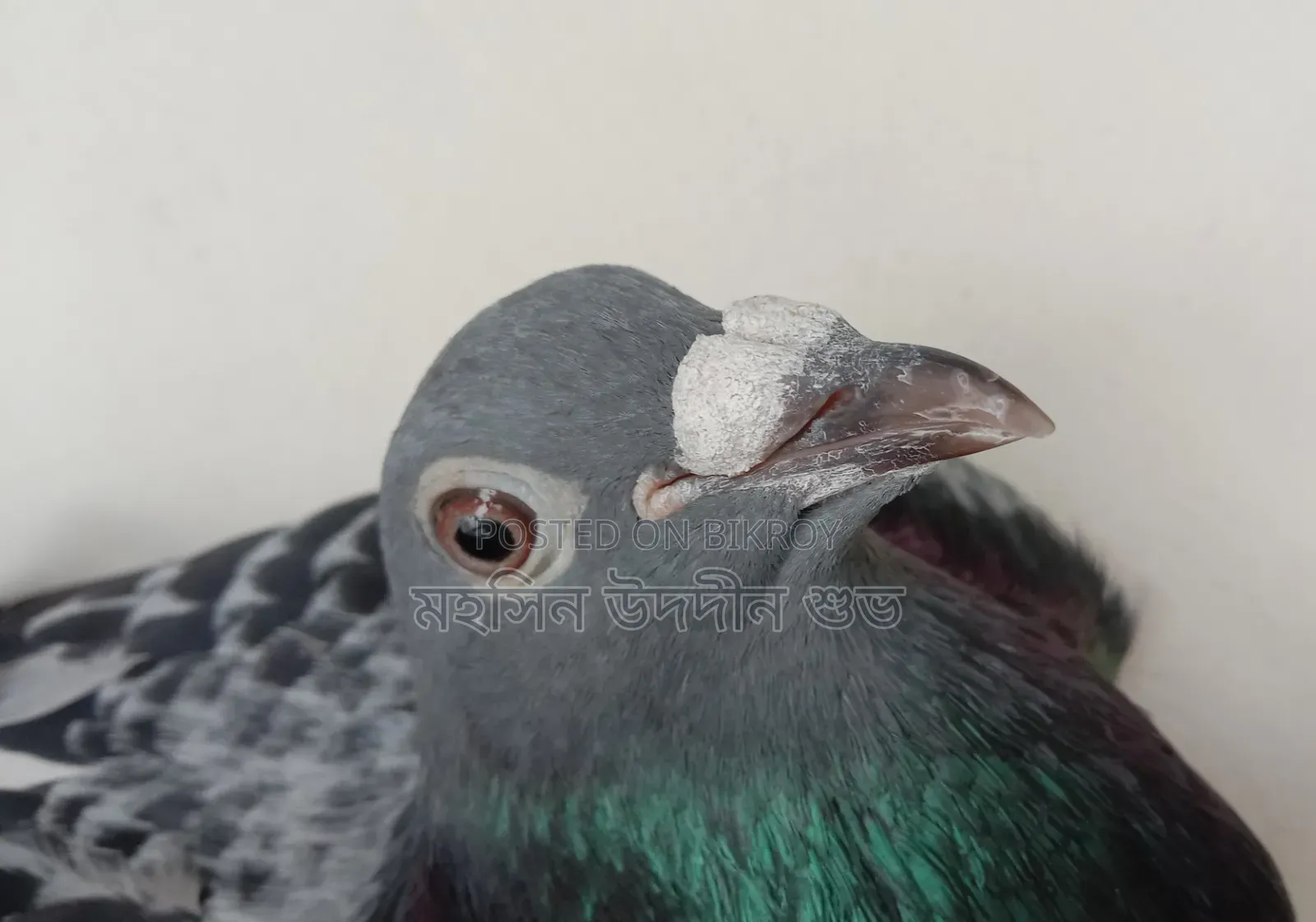 Racing Pigeon Pair
