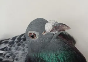 Racing Pigeon Pair