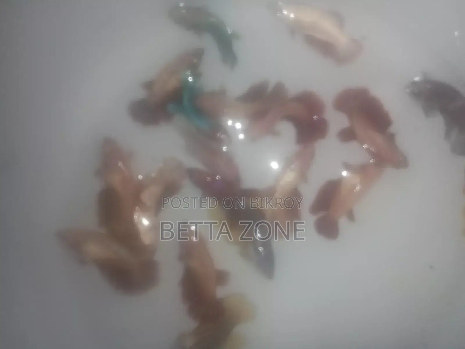 Fighter baby fish