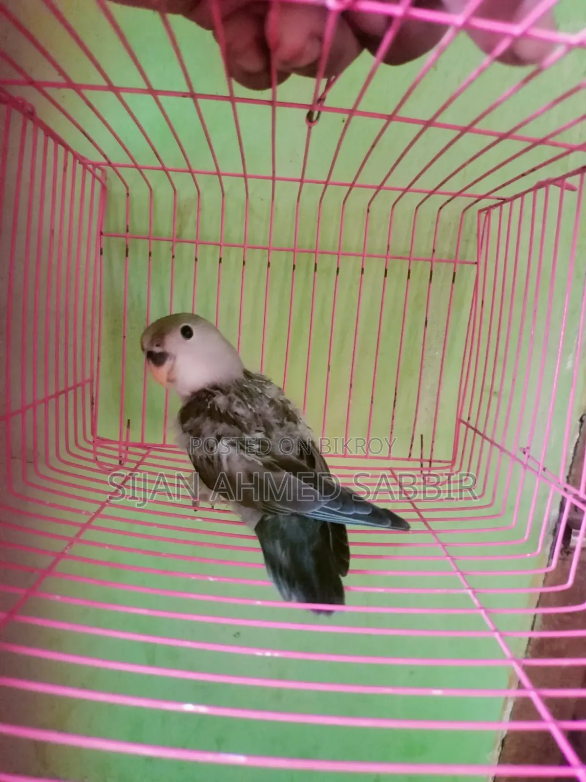 Lovebird Self-fed Baby