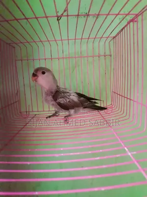 Lovebird Self-fed Baby