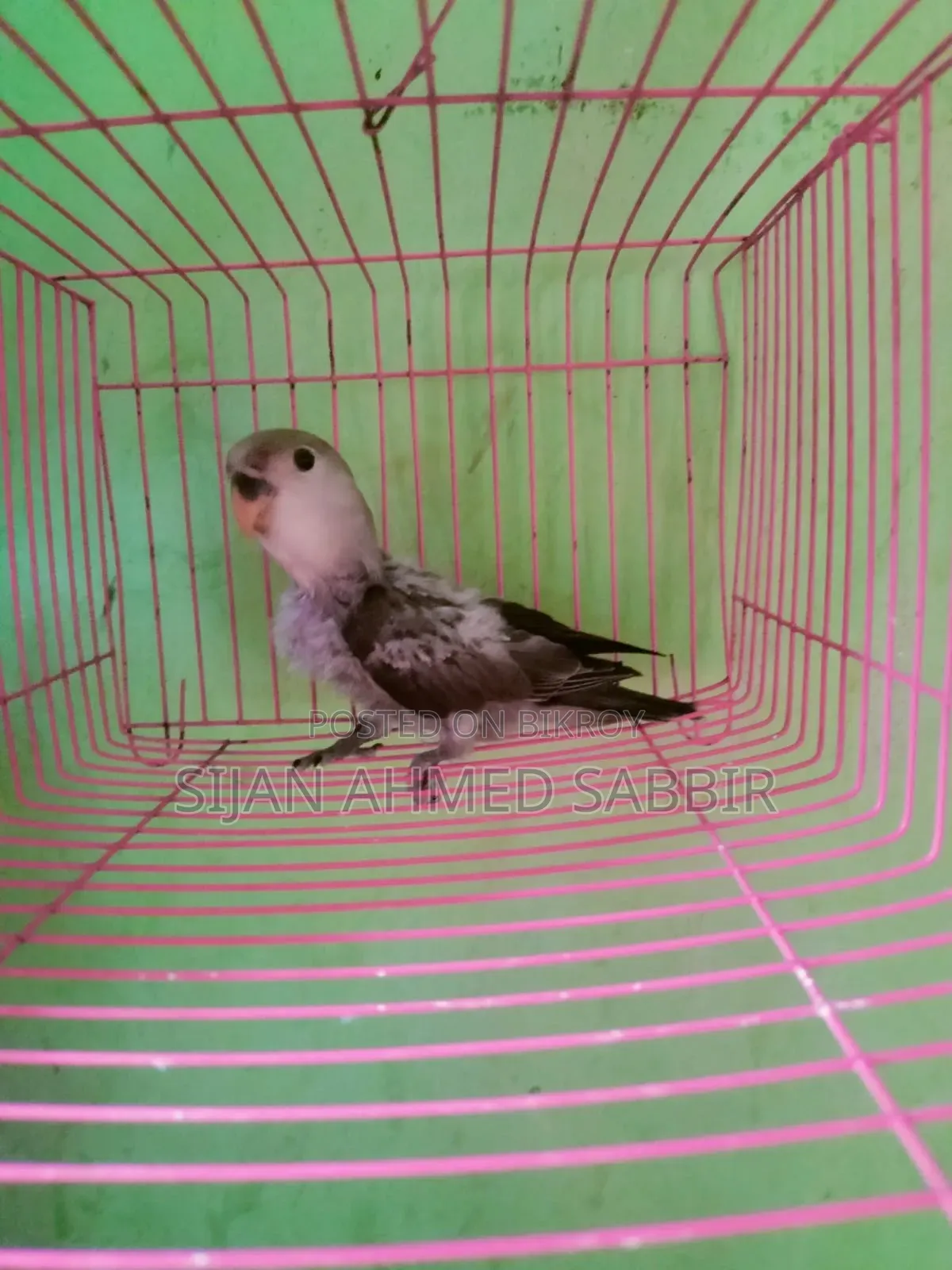 Lovebird Self-fed Baby