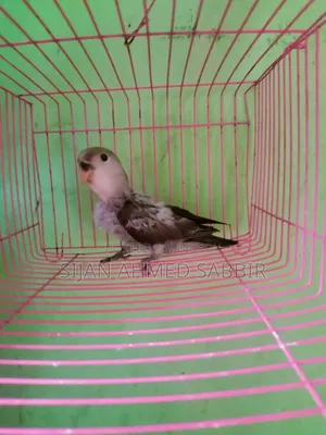 Lovebird Self-fed Baby