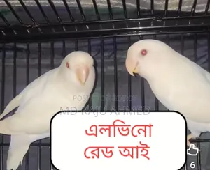 High-Quality Bird