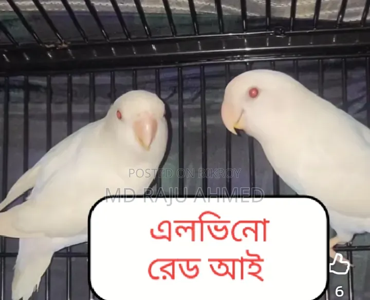 High-Quality Bird