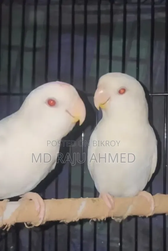 High-Quality Bird