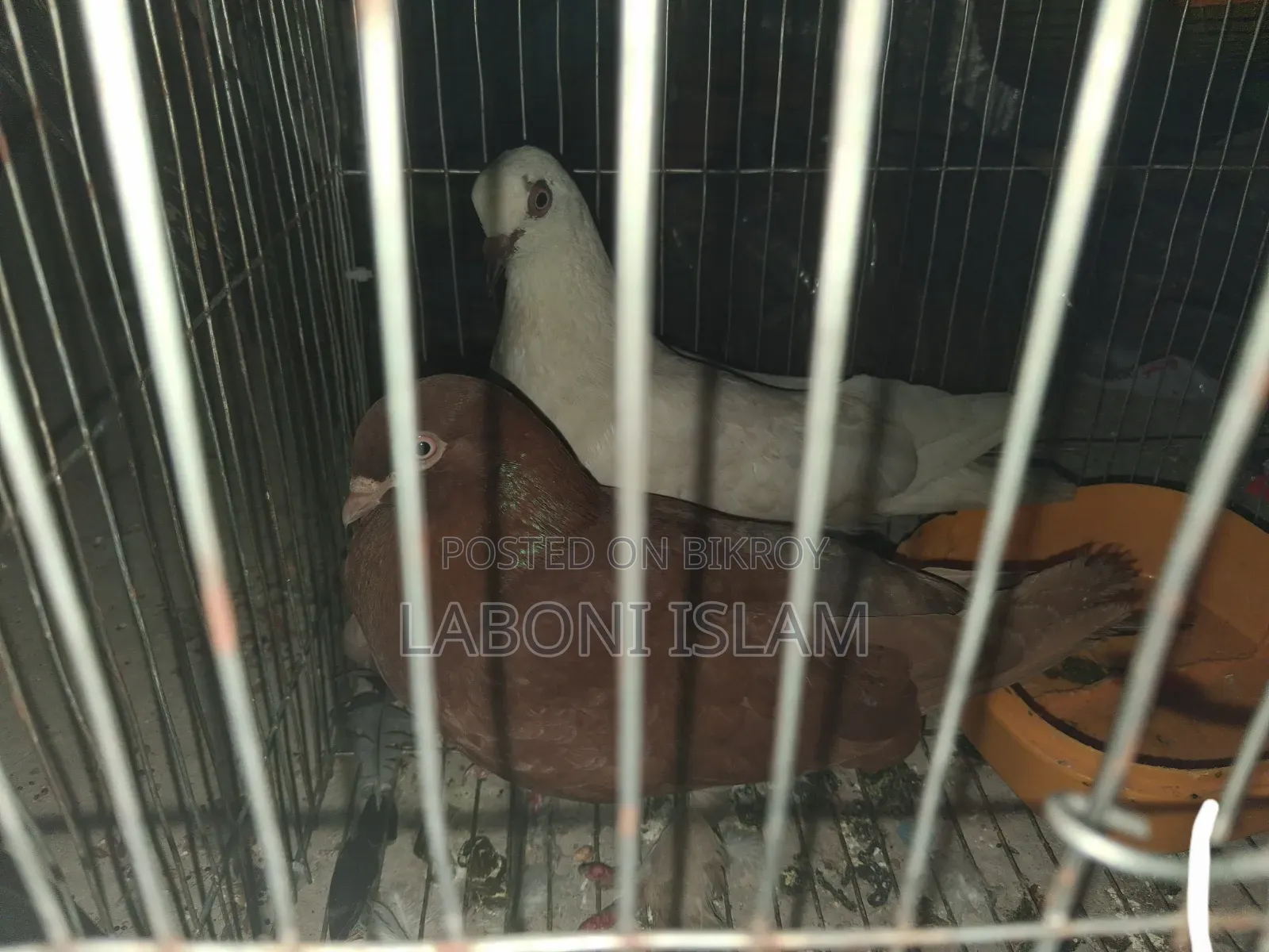 Giribaz Pigeon (Pair)