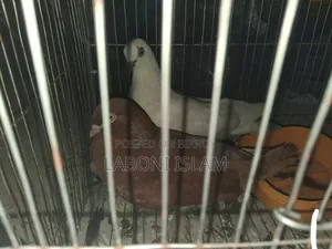 Giribaz Pigeon (Pair)