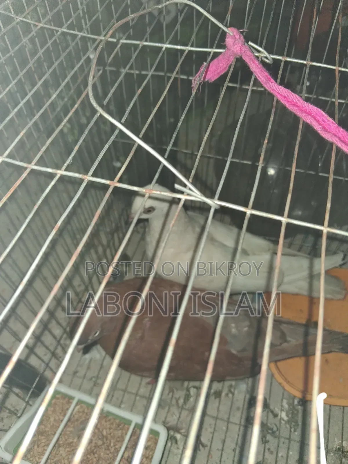 Giribaz Pigeon (Pair)