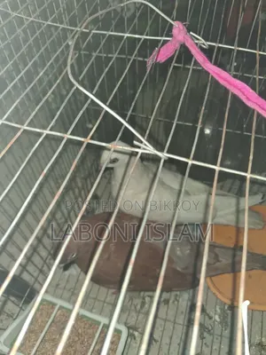Giribaz Pigeon (Pair)