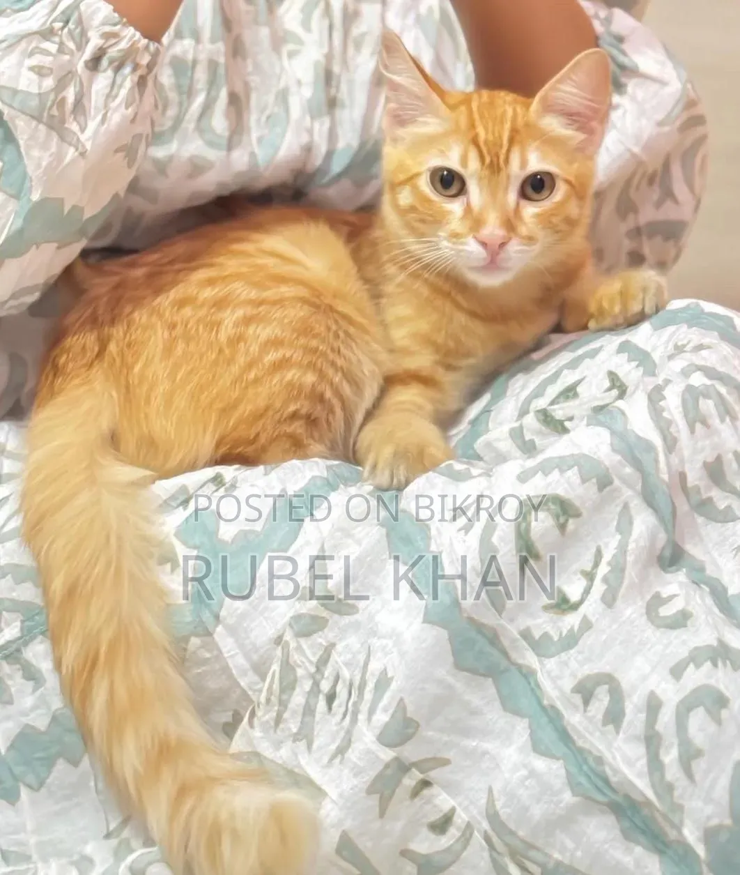 3-6 Months Male Mixed Breed Persian