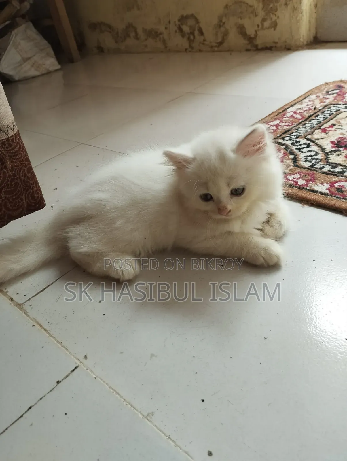 1-3 Months Male Purebred Persian