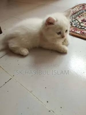 1-3 Months Male Purebred Persian