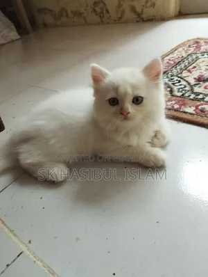1-3 Months Male Purebred Persian