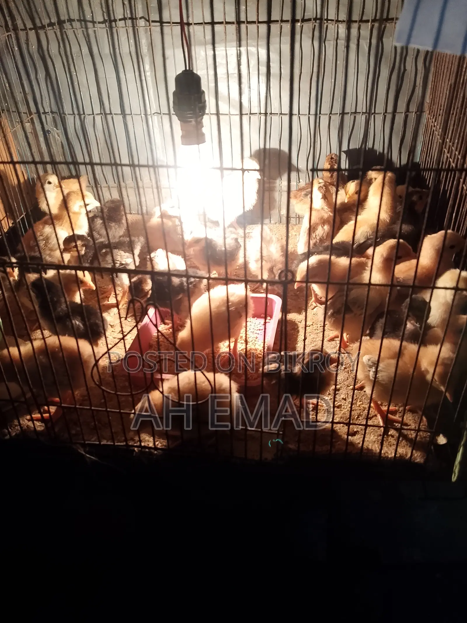 Newly hatched chicks for sale