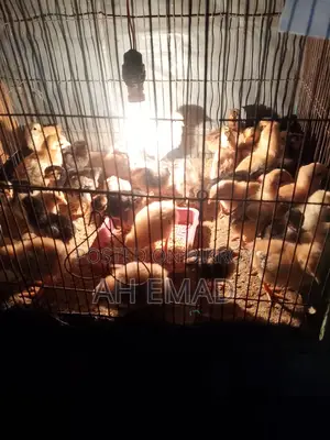 Newly hatched chicks for sale