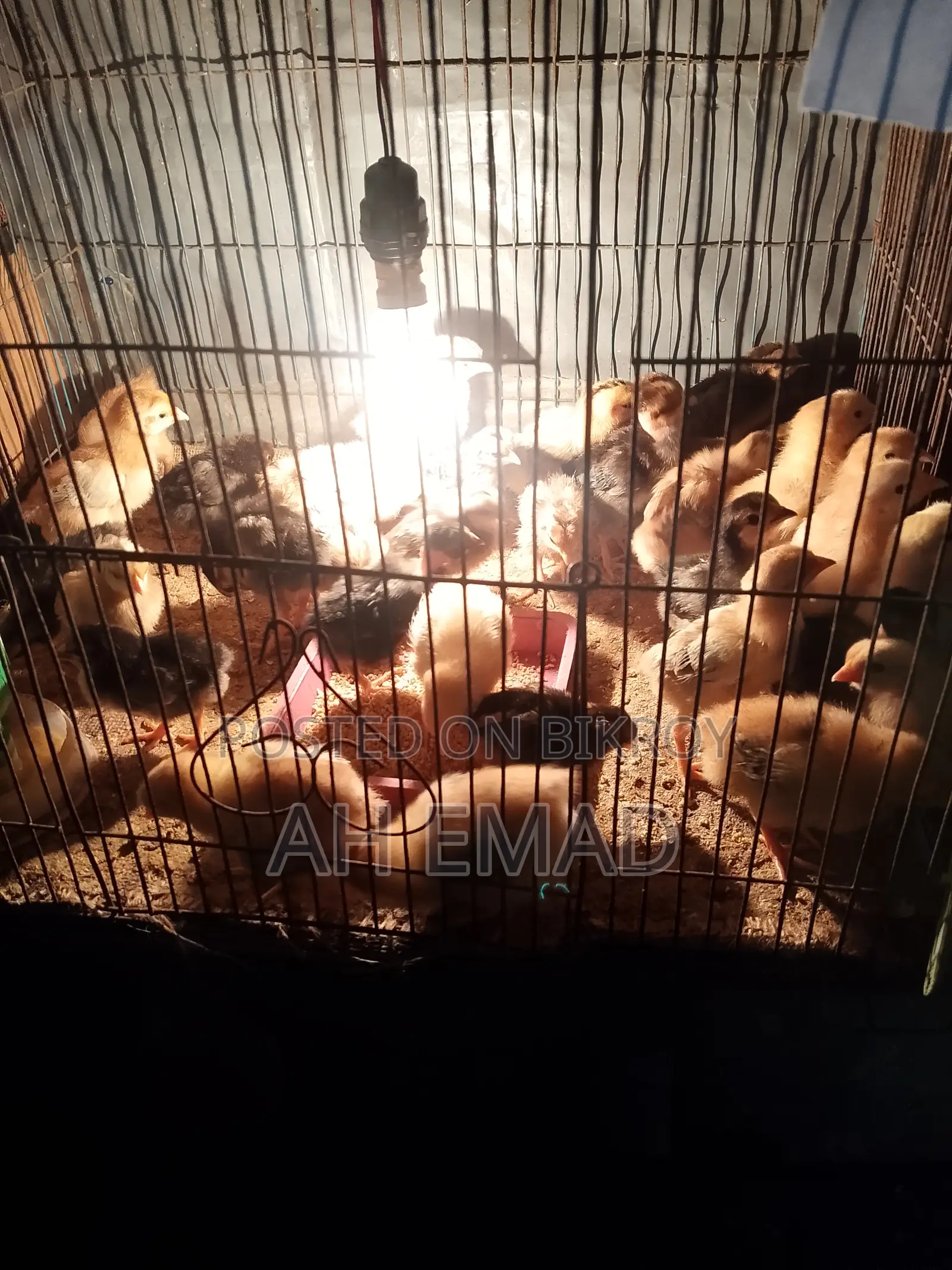 Newly hatched chicks for sale