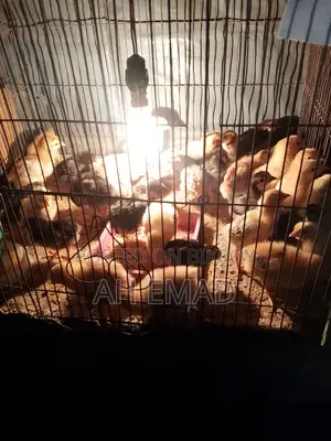 Newly hatched chicks for sale