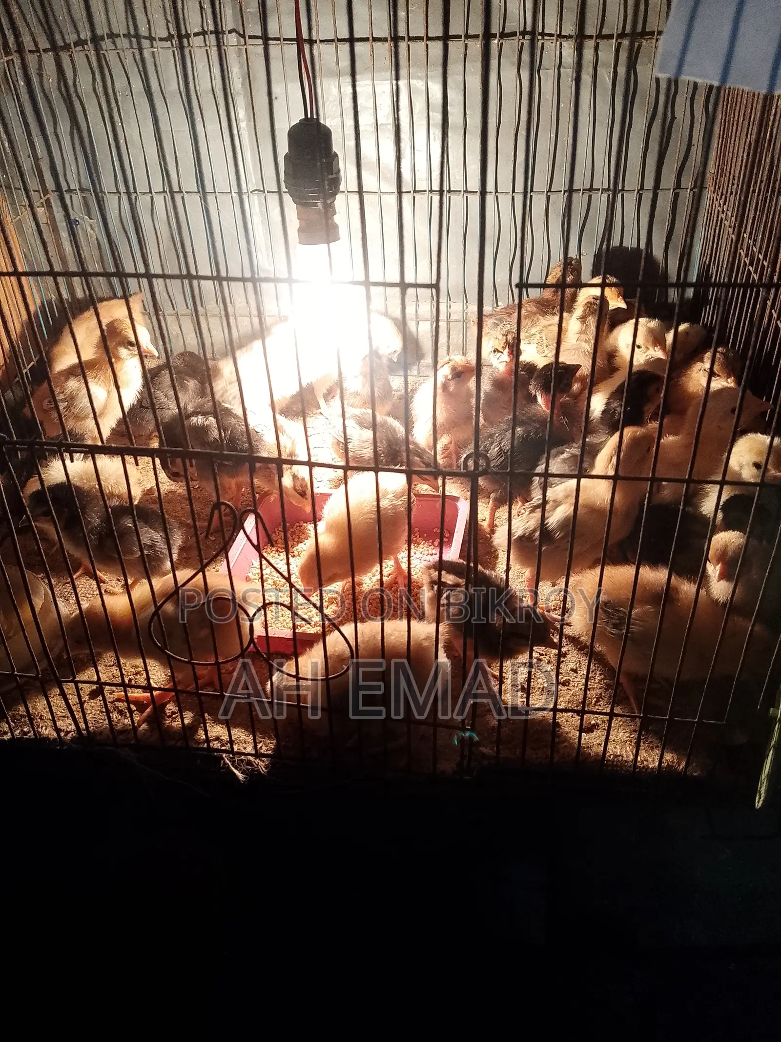 Newly hatched chicks for sale