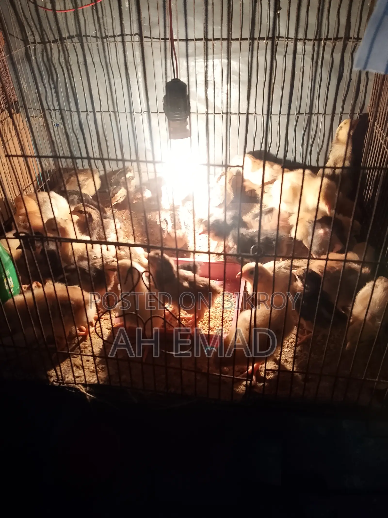 Newly hatched chicks for sale
