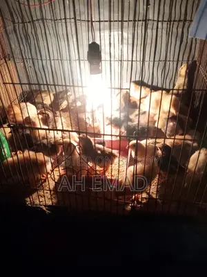 Newly hatched chicks for sale